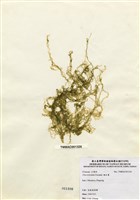 藏品(網石蓴)的圖片